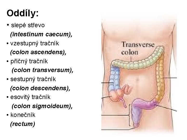 Oddíly: • slepé střevo (intestinum caecum), • vzestupný tračník (colon ascendens), • příčný tračník