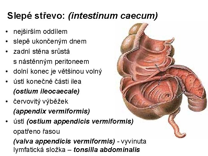 Slepé střevo: (intestinum caecum) • nejširším oddílem • slepě ukončeným dnem • zadní stěna