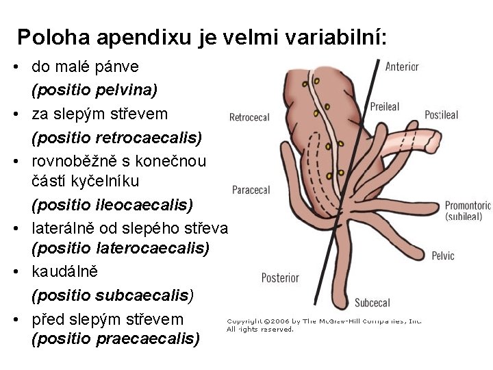 Poloha apendixu je velmi variabilní: • do malé pánve (positio pelvina) • za slepým