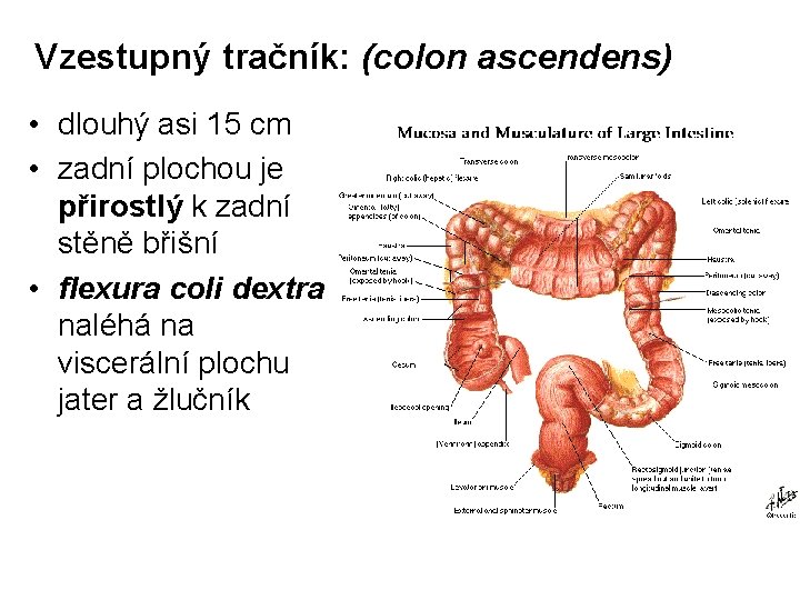 Vzestupný tračník: (colon ascendens) • dlouhý asi 15 cm • zadní plochou je přirostlý