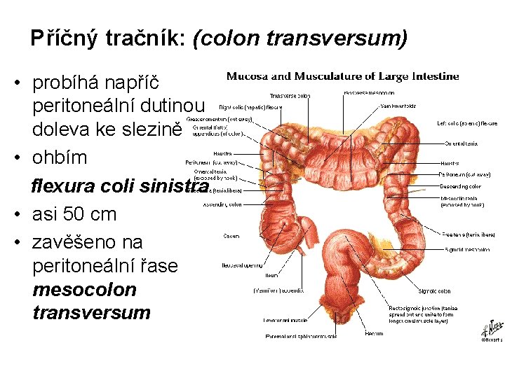 Příčný tračník: (colon transversum) • probíhá napříč peritoneální dutinou doleva ke slezině • ohbím