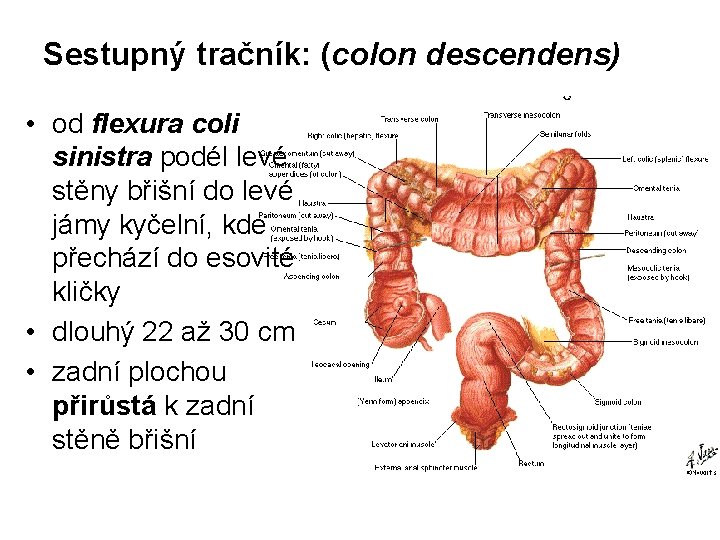 Sestupný tračník: (colon descendens) • od flexura coli sinistra podél levé stěny břišní do