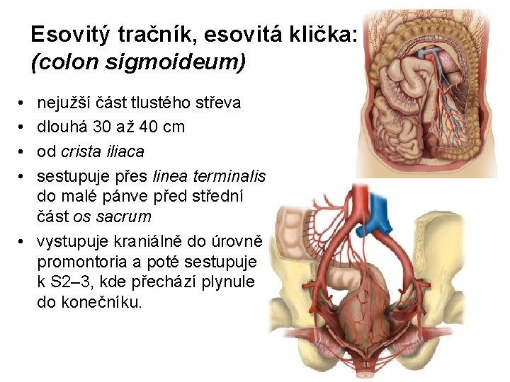 Esovitý tračník, esovitá klička: (colon sigmoideum) • • nejužší část tlustého střeva dlouhá 30