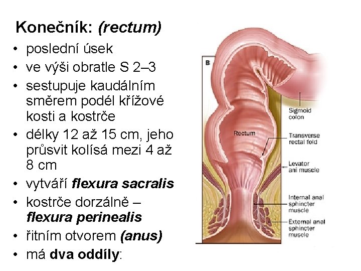 Konečník: (rectum) • poslední úsek • ve výši obratle S 2– 3 • sestupuje