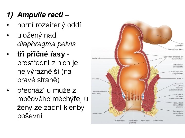 1) Ampulla recti – • horní rozšířený oddíl • uložený nad diaphragma pelvis •