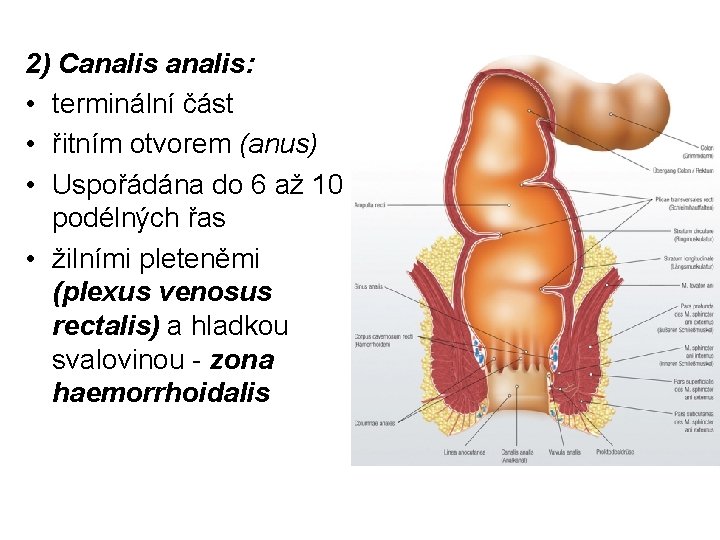 2) Canalis: • terminální část • řitním otvorem (anus) • Uspořádána do 6 až