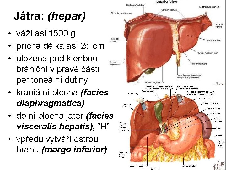 Játra: (hepar) • váží asi 1500 g • příčná délka asi 25 cm •