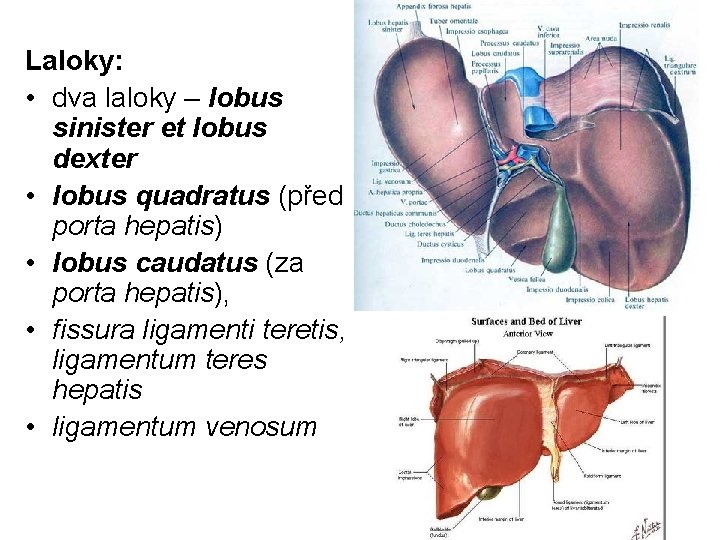 Laloky: • dva laloky – lobus sinister et lobus dexter • lobus quadratus (před