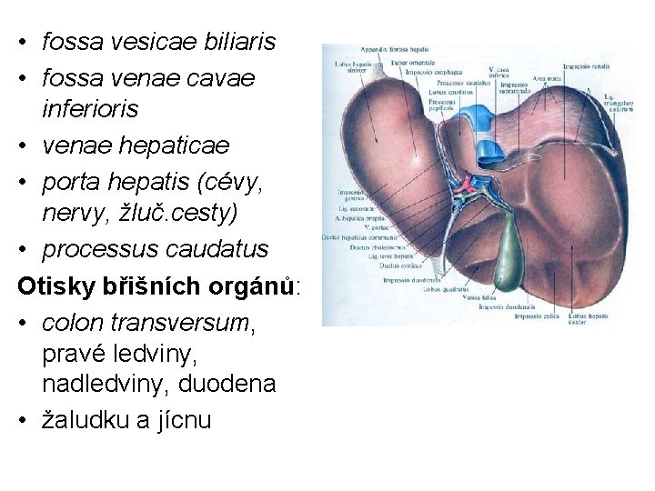  • fossa vesicae biliaris • fossa venae cavae inferioris • venae hepaticae •