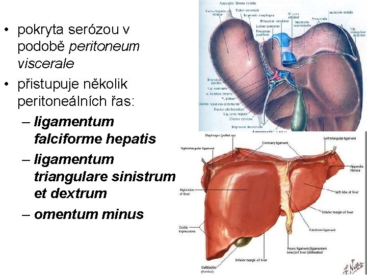  • pokryta serózou v podobě peritoneum viscerale • přistupuje několik peritoneálních řas: –