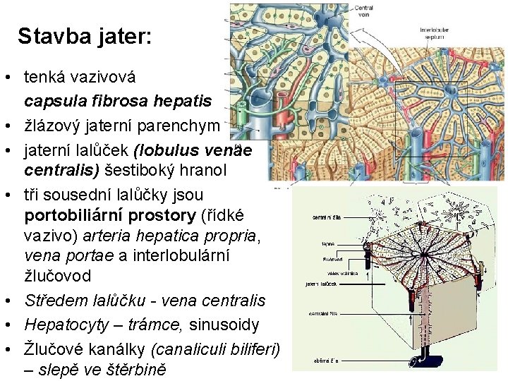 Stavba jater: • tenká vazivová capsula fibrosa hepatis • žlázový jaterní parenchym • jaterní