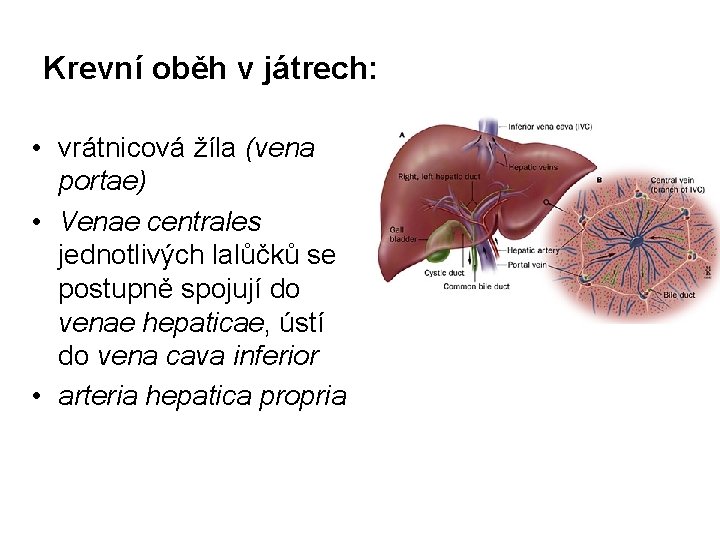 Krevní oběh v játrech: • vrátnicová žíla (vena portae) • Venae centrales jednotlivých lalůčků