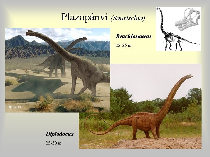 Plazopánví (Saurischia) Brachiosaurus 22 -25 m Diplodocus 25 -30 m Plazopánví (Saurischia) Brachiosaurus 22 -25 m Diplodocus 25 -30 m