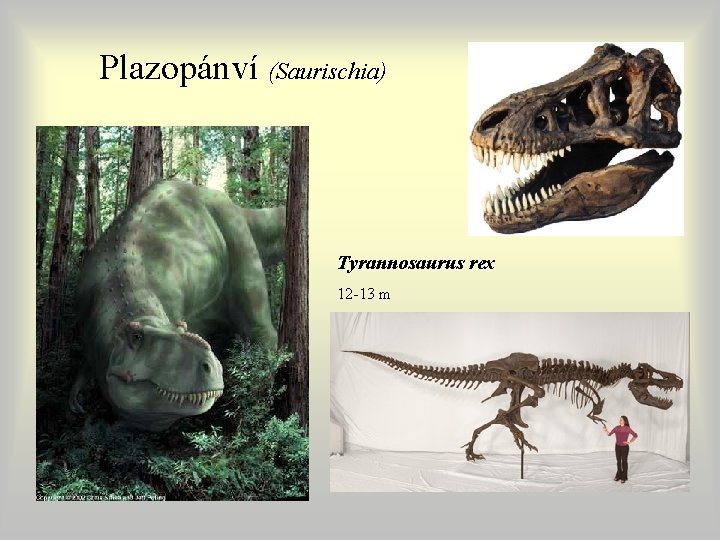 Plazopánví (Saurischia) Tyrannosaurus rex 12 -13 m Plazopánví (Saurischia) Tyrannosaurus rex 12 -13 m