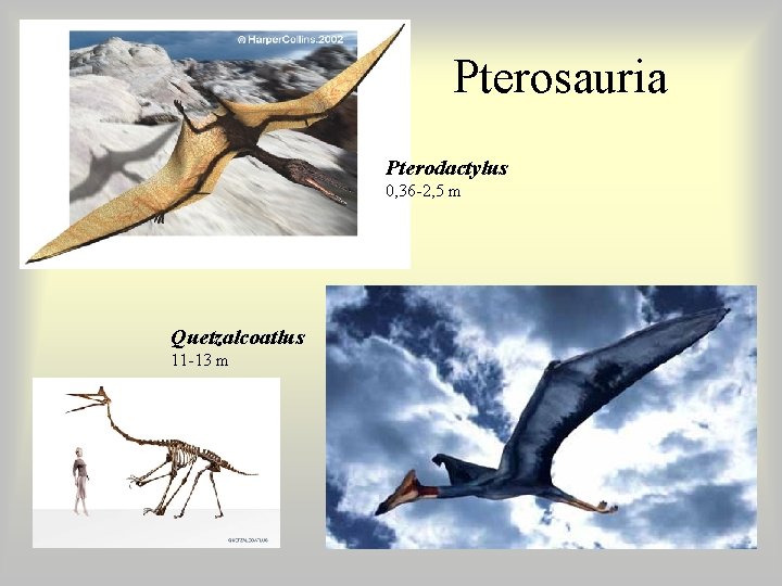 Pterosauria Pterodactylus 0, 36 -2, 5 m Quetzalcoatlus 11 -13 m Pterosauria Pterodactylus 0, 36 -2, 5 m Quetzalcoatlus 11 -13 m