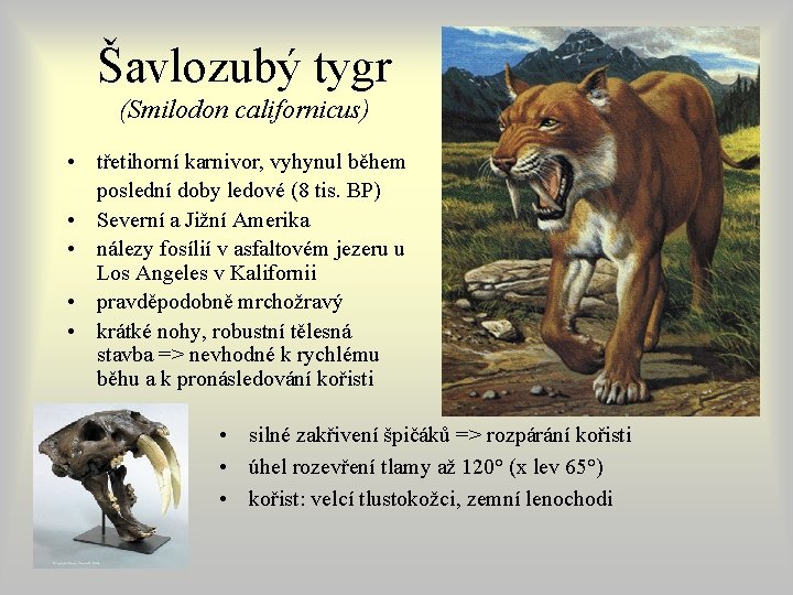 Šavlozubý tygr (Smilodon californicus) • třetihorní karnivor, vyhynul během poslední doby ledové (8 tis. Šavlozubý tygr (Smilodon californicus) • třetihorní karnivor, vyhynul během poslední doby ledové (8 tis.