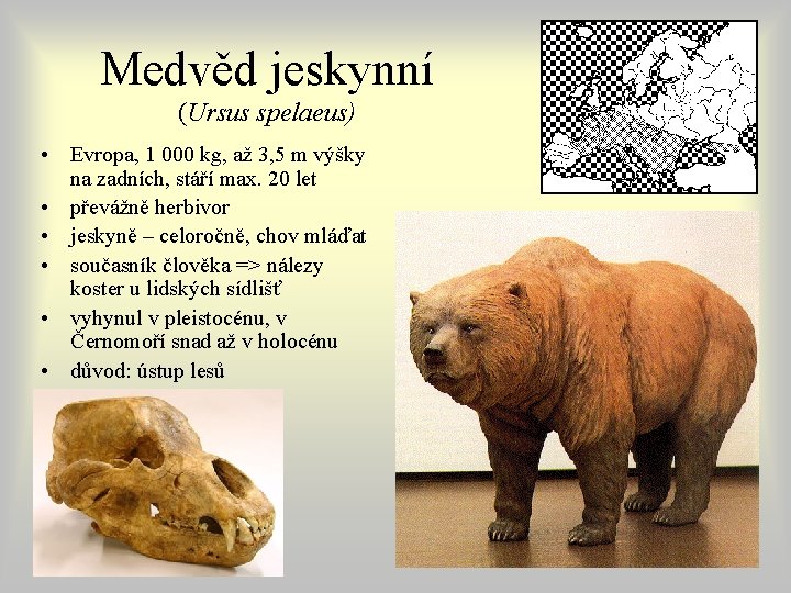 Medvěd jeskynní (Ursus spelaeus) • Evropa, 1 000 kg, až 3, 5 m výšky Medvěd jeskynní (Ursus spelaeus) • Evropa, 1 000 kg, až 3, 5 m výšky