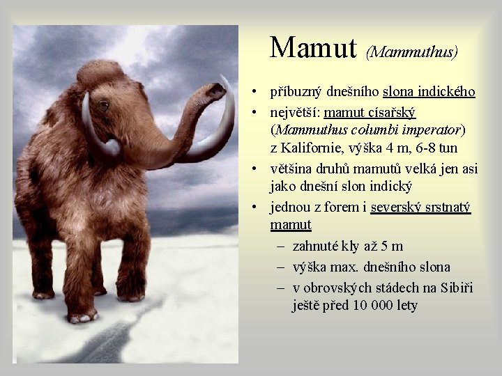 Mamut (Mammuthus) • příbuzný dnešního slona indického • největší: mamut císařský (Mammuthus columbi imperator) Mamut (Mammuthus) • příbuzný dnešního slona indického • největší: mamut císařský (Mammuthus columbi imperator)