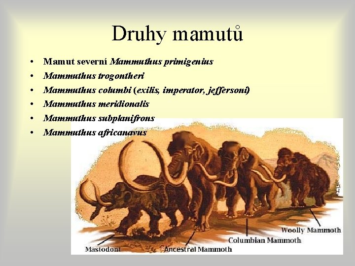 Druhy mamutů • • • Mamut severní Mammuthus primigenius Mammuthus trogontheri Mammuthus columbi (exilis, Druhy mamutů • • • Mamut severní Mammuthus primigenius Mammuthus trogontheri Mammuthus columbi (exilis,