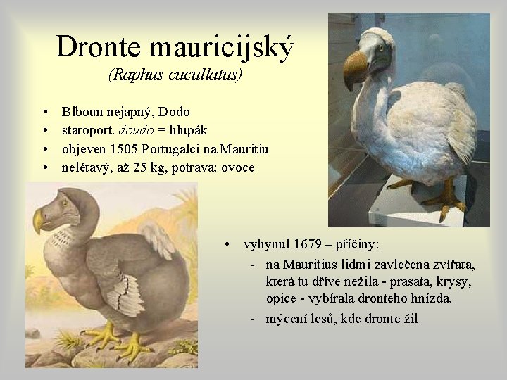 Dronte mauricijský (Raphus cucullatus) • • Blboun nejapný, Dodo staroport. doudo = hlupák objeven Dronte mauricijský (Raphus cucullatus) • • Blboun nejapný, Dodo staroport. doudo = hlupák objeven