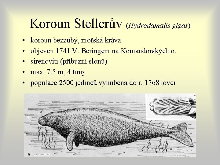 Koroun Stellerův (Hydrodamalis gigas) • • • koroun bezzubý, mořská kráva objeven 1741 V. Koroun Stellerův (Hydrodamalis gigas) • • • koroun bezzubý, mořská kráva objeven 1741 V.