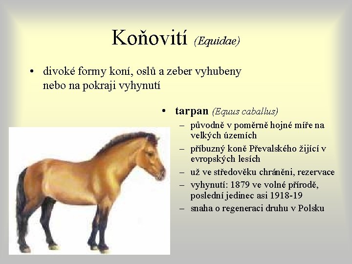 Koňovití (Equidae) • divoké formy koní, oslů a zeber vyhubeny nebo na pokraji vyhynutí Koňovití (Equidae) • divoké formy koní, oslů a zeber vyhubeny nebo na pokraji vyhynutí
