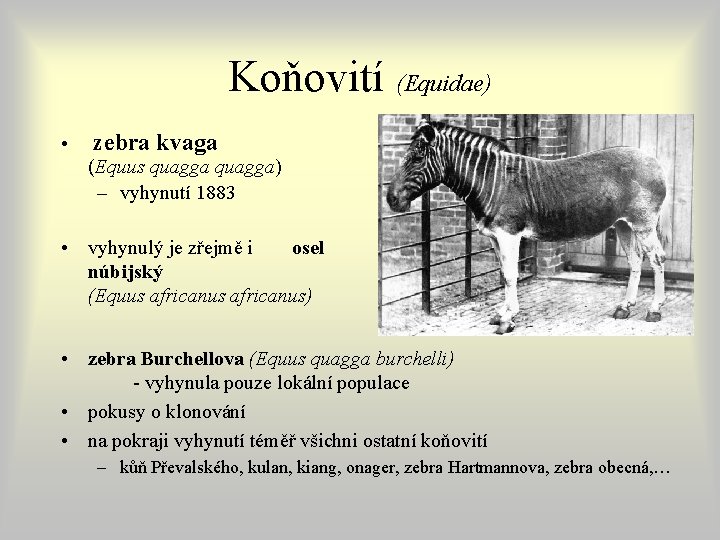 Koňovití (Equidae) • zebra kvaga (Equus quagga) – vyhynutí 1883 • vyhynulý je zřejmě Koňovití (Equidae) • zebra kvaga (Equus quagga) – vyhynutí 1883 • vyhynulý je zřejmě