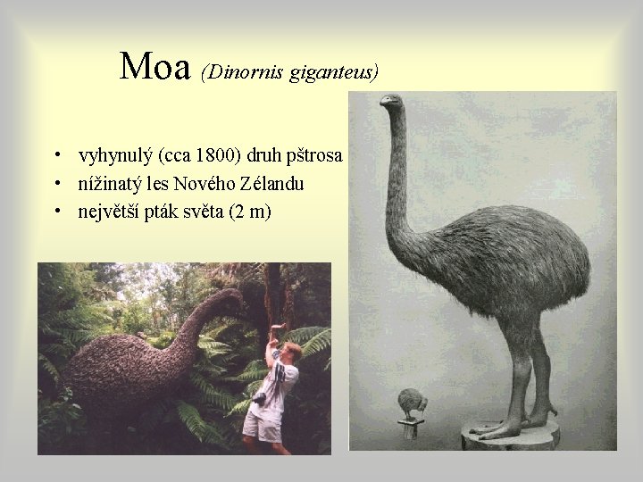 Moa (Dinornis giganteus) • vyhynulý (cca 1800) druh pštrosa • nížinatý les Nového Zélandu Moa (Dinornis giganteus) • vyhynulý (cca 1800) druh pštrosa • nížinatý les Nového Zélandu
