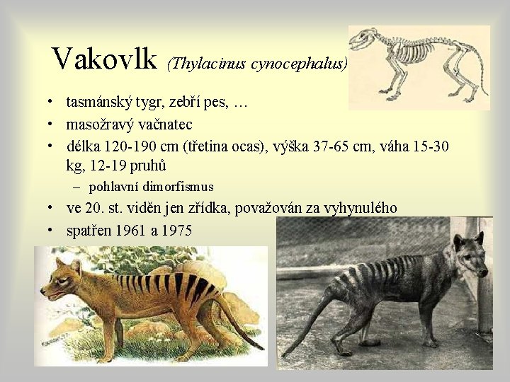 Vakovlk (Thylacinus cynocephalus) • tasmánský tygr, zebří pes, … • masožravý vačnatec • délka Vakovlk (Thylacinus cynocephalus) • tasmánský tygr, zebří pes, … • masožravý vačnatec • délka