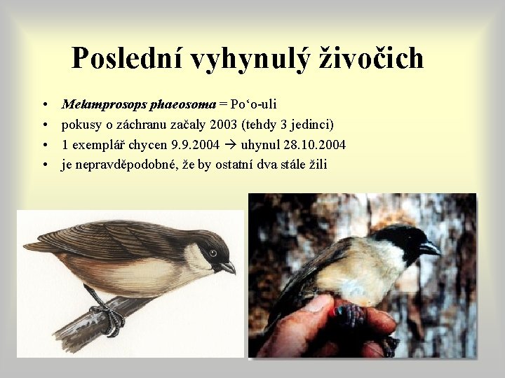 Poslední vyhynulý živočich • • Melamprosops phaeosoma = Po‘o-uli pokusy o záchranu začaly 2003 Poslední vyhynulý živočich • • Melamprosops phaeosoma = Po‘o-uli pokusy o záchranu začaly 2003