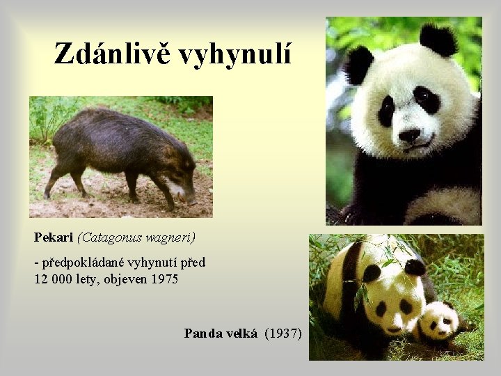 Zdánlivě vyhynulí Pekari (Catagonus wagneri) - předpokládané vyhynutí před 12 000 lety, objeven 1975 Zdánlivě vyhynulí Pekari (Catagonus wagneri) - předpokládané vyhynutí před 12 000 lety, objeven 1975
