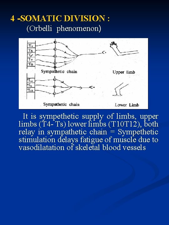 4 -SOMATIC DIVISION : (Orbelli phenomenon) It is sympethetic supply of limbs, upper limbs