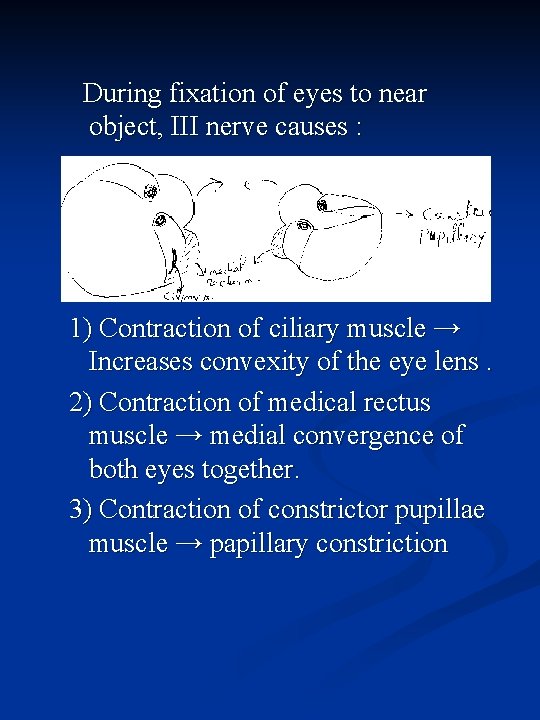 During fixation of eyes to near object, III nerve causes : 1) Contraction of