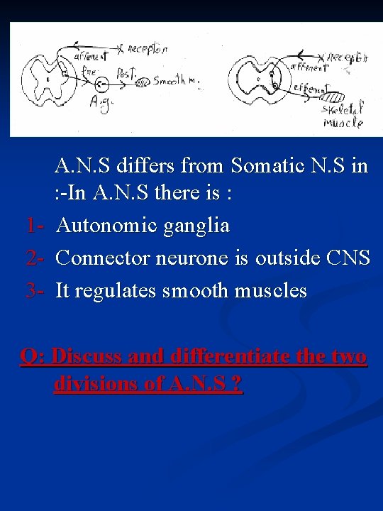 123 - A. N. S differs from Somatic N. S in : -In A.