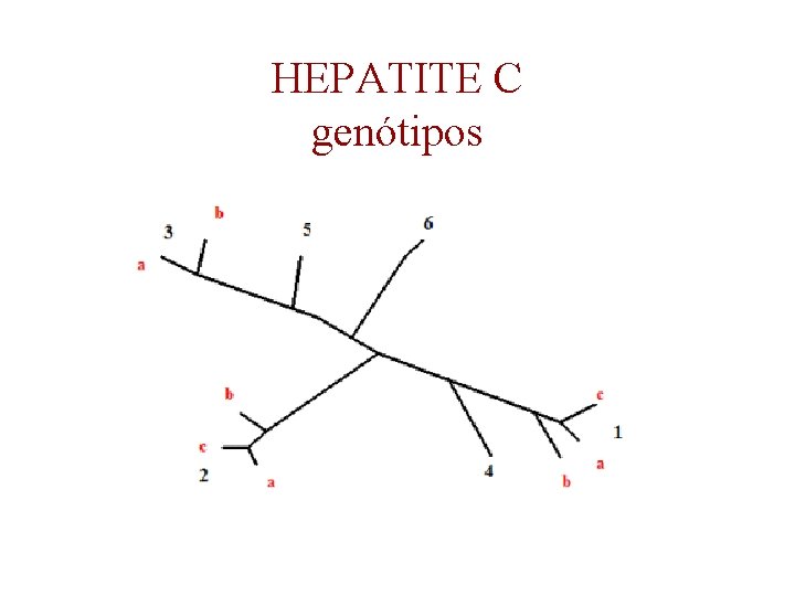 HEPATITE C genótipos 