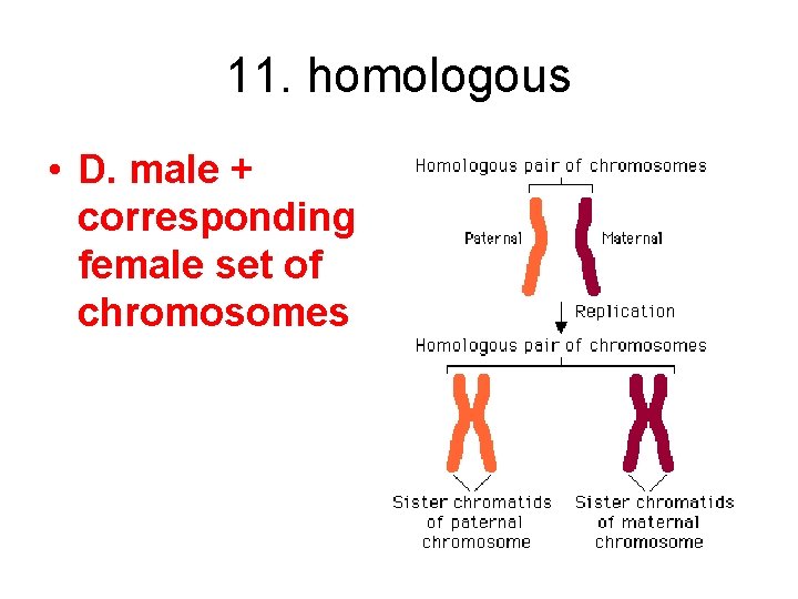 11. homologous • D. male + corresponding female set of chromosomes 