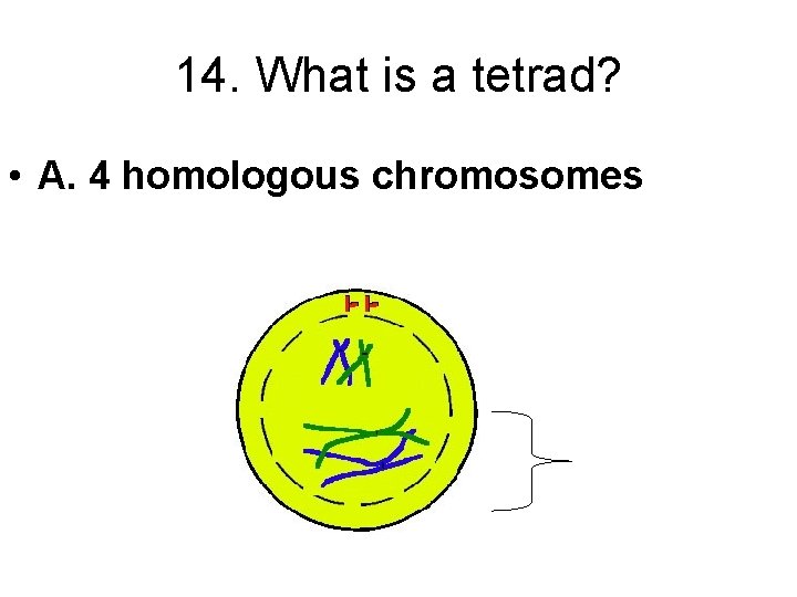 14. What is a tetrad? • A. 4 homologous chromosomes 