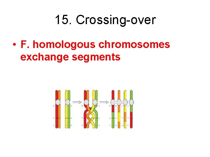 15. Crossing-over • F. homologous chromosomes exchange segments 