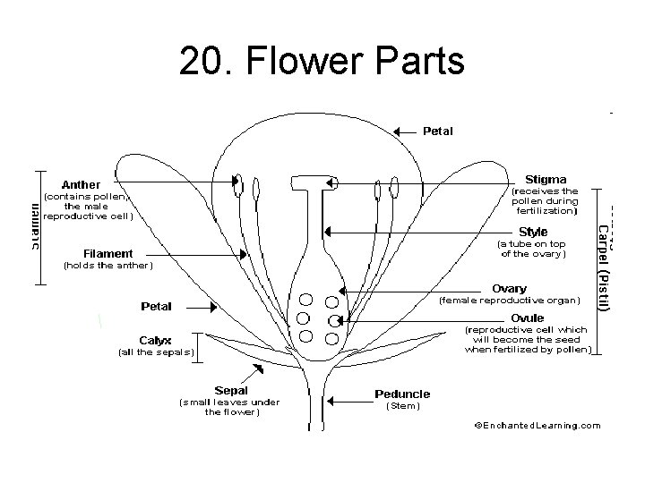 20. Flower Parts 