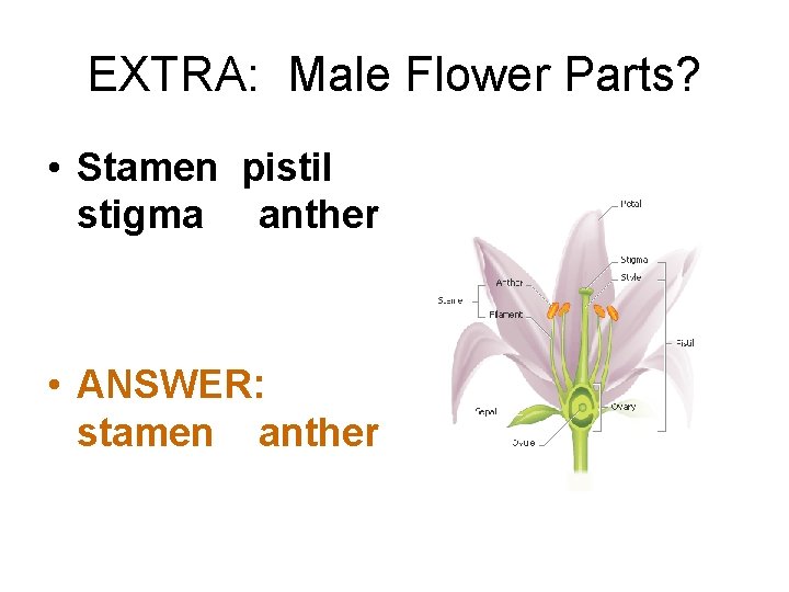 EXTRA: Male Flower Parts? • Stamen pistil stigma anther • ANSWER: stamen anther 