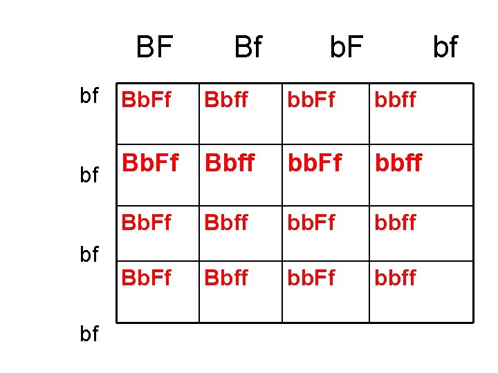 Dihybrid Cross Worksheet Answer Key Rabbits