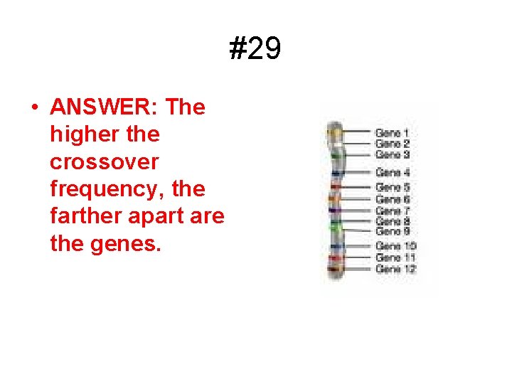 #29 • ANSWER: The higher the crossover frequency, the farther apart are the genes.