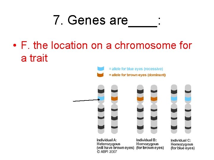 7. Genes are____: • F. the location on a chromosome for a trait 