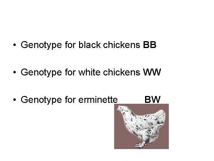  • Genotype for black chickens BB • Genotype for white chickens WW •