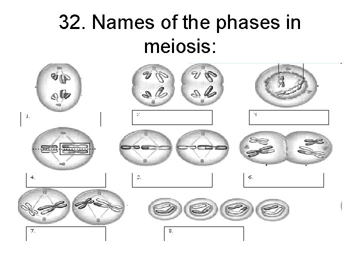 32. Names of the phases in meiosis: 