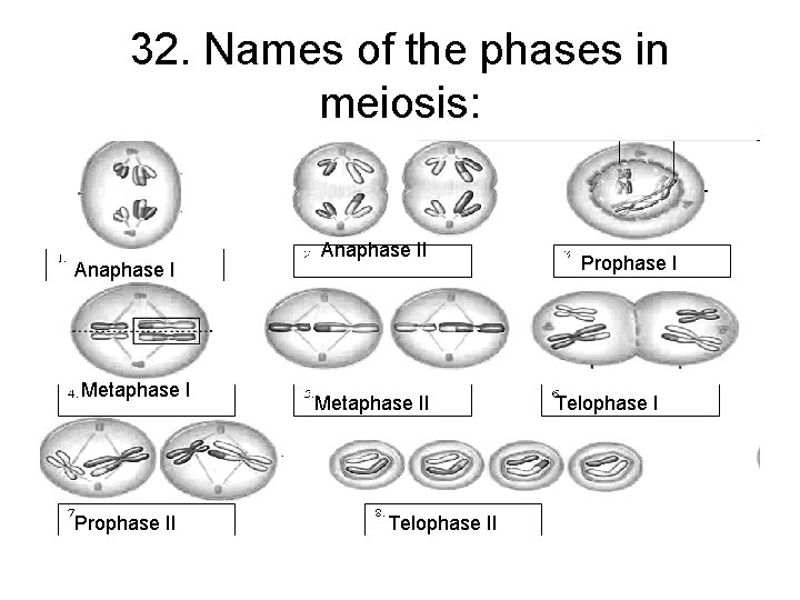 32. Names of the phases in meiosis: Anaphase I Metaphase I Prophase II Anaphase
