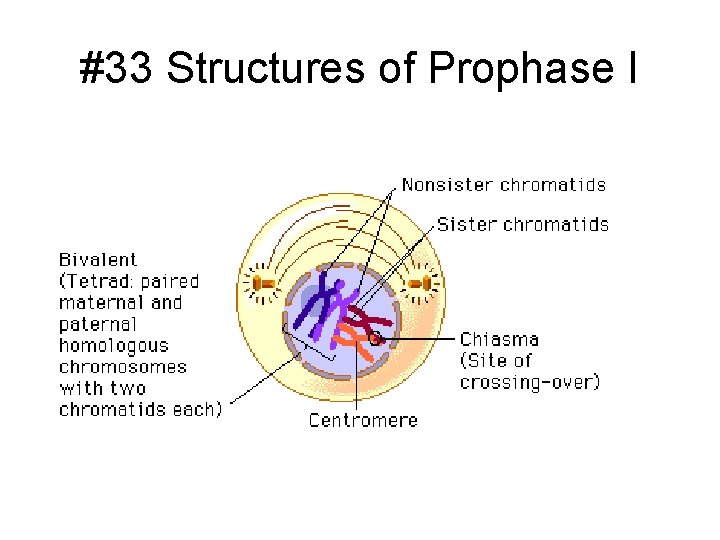 #33 Structures of Prophase I 