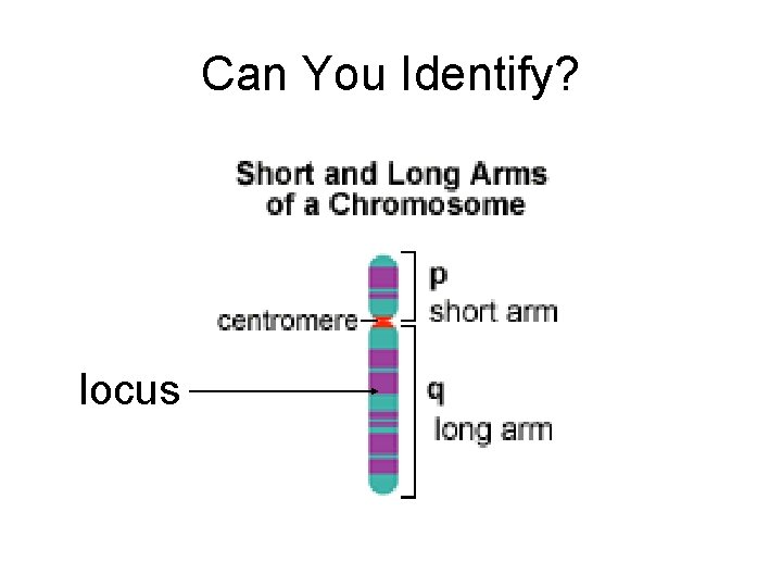 Can You Identify? locus 