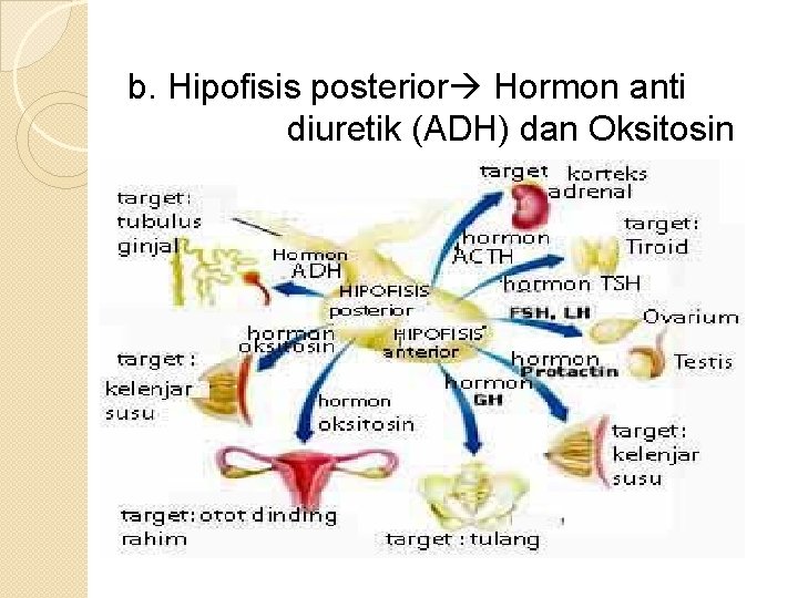 b. Hipofisis posterior Hormon anti diuretik (ADH) dan Oksitosin 