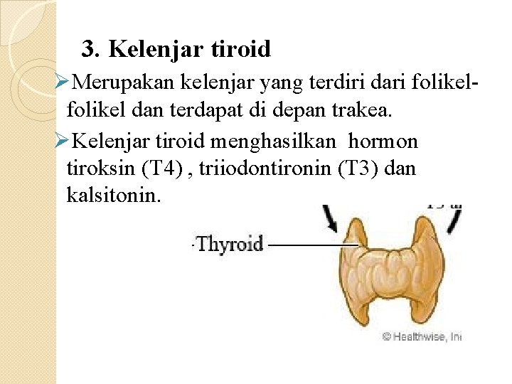 3. Kelenjar tiroid ØMerupakan kelenjar yang terdiri dari folikel dan terdapat di depan trakea.